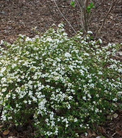 Viburnum Raulston Hardy